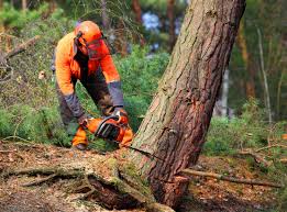 How Our Tree Care Process Works  in Rossmoor, NJ